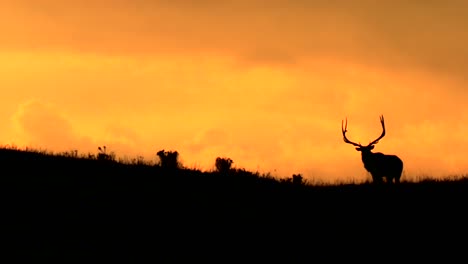 Hirschsilhouette-Gegen-Orangefarbenen-Sonnenuntergang