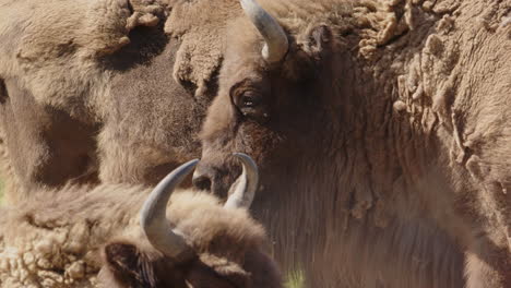 Group-of-European-bison-standing-together-basking-in-sun,-telephoto-shot