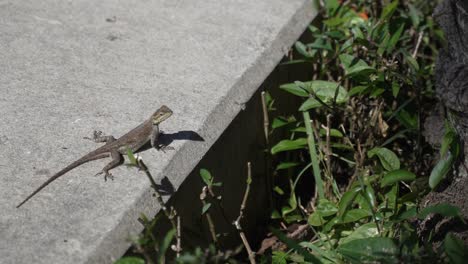 Lagarto-En-El-Banco-Miami-Día-Caluroso-Y-Soleado-Salamandra