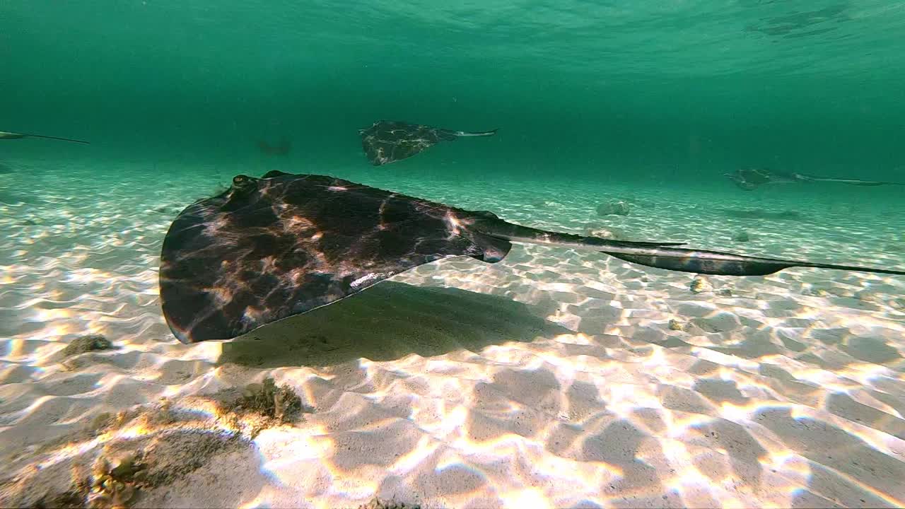 Underwater View of Stingray Fish Swimming in Shallow Tropical Sea Water Close Up