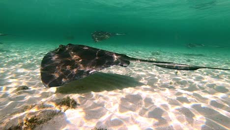 underwater view of stingray fish swimming in shallow tropical sea water close up