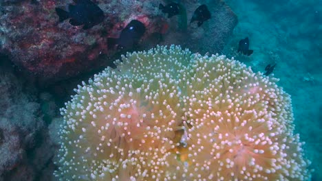 Giant-anemone-with-anemonefish-swimming-by,-Australia