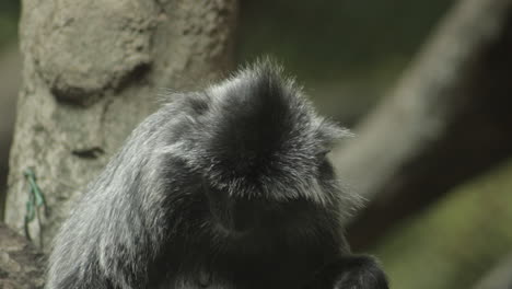 Mono-Langur-Plateado-Sentado-En-Una-Rama-Mirando-Alrededor