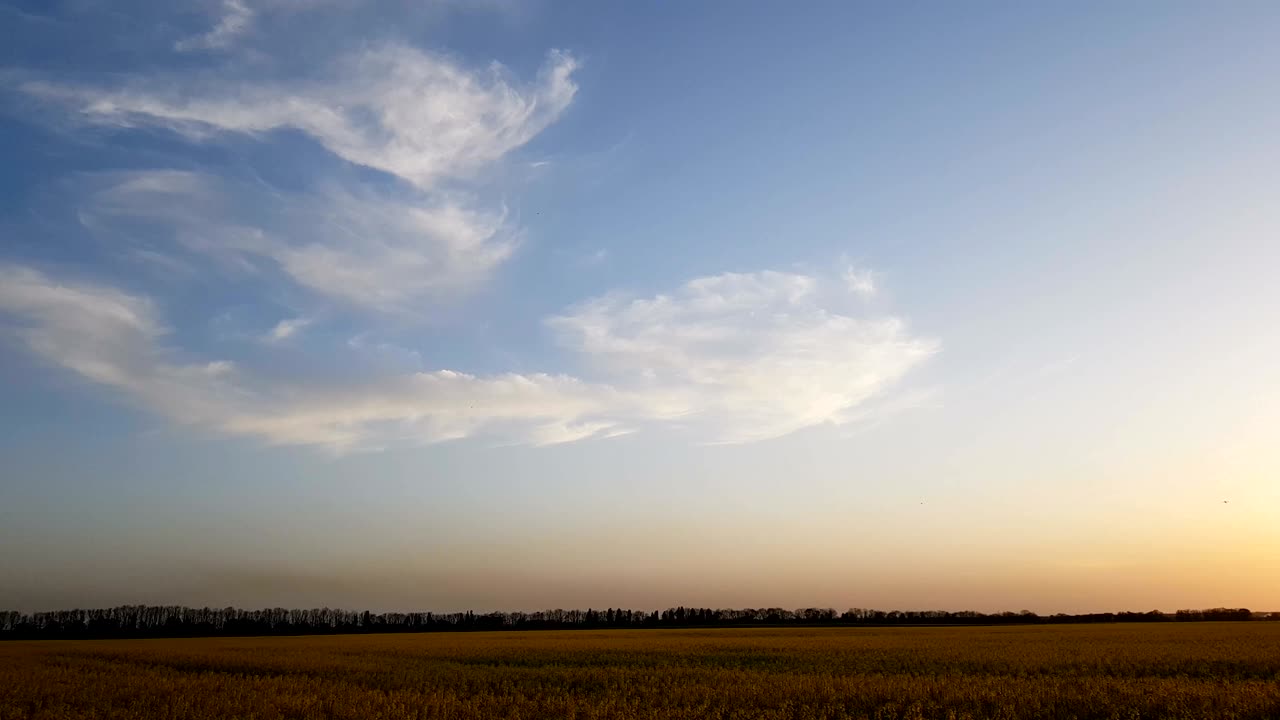 꽃이 피는 노란색 라프시드 과 구름 없는 하늘.