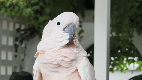 pink cockatoo