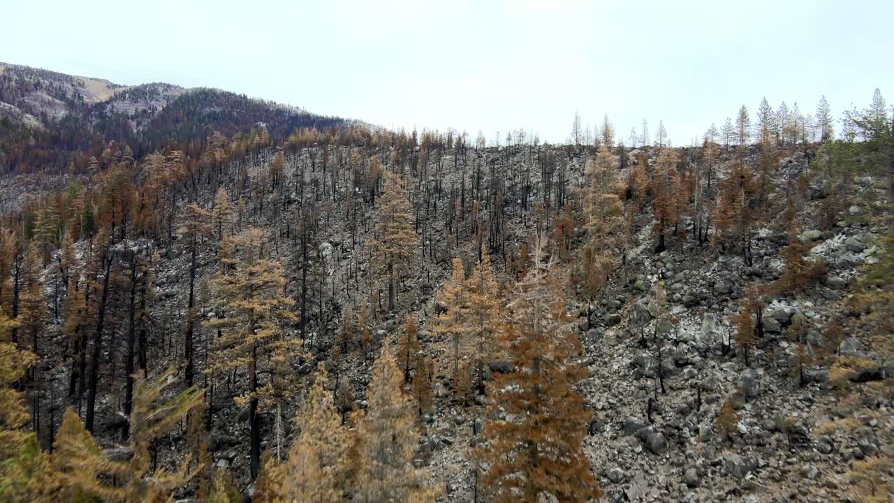 vista aérea sobre un bosque en la zona montañosa con árboles muertos