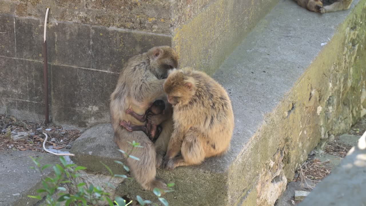 Two Gibraltar macaque monkeys, one with a baby, groom each other on a concrete ledge