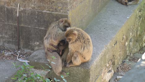 two gibraltar macaque monkeys, one with a baby, groom each other on a concrete ledge