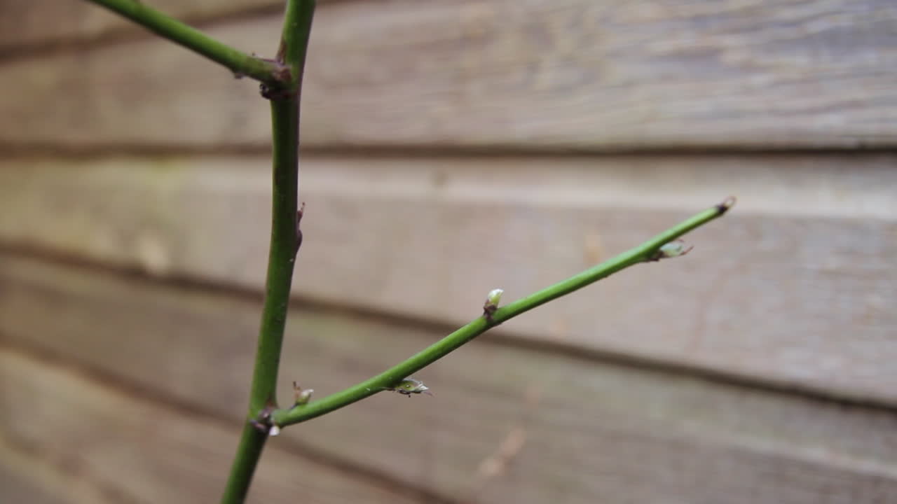Show of a young fruit plant in spring with its first buds