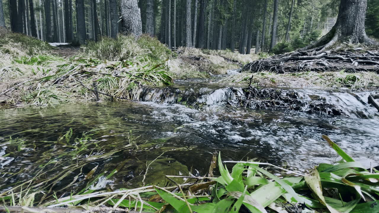 Forårsbæk i skoven. Bæk i skoven med mos i makro. Smuk skovnatur.