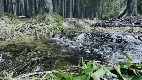 spring forest stream. stream in forest with moss macro. nature beautiful forest.
