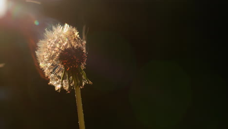 dandelion head flashes and burns in a fire. slow motion 4k video