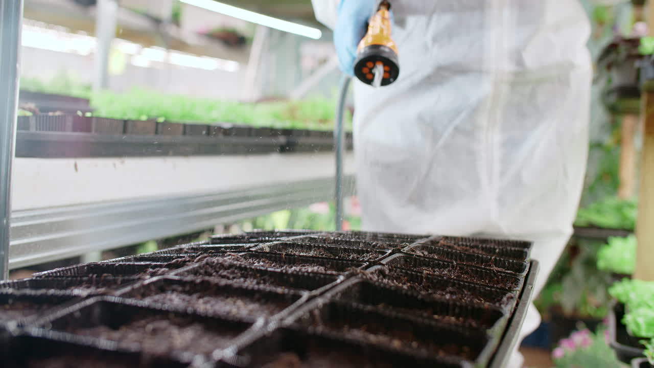 Watering Seedlings in a Greenhouse