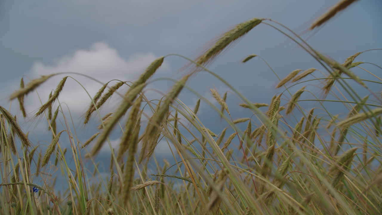 구름이 가득한 하늘 아래의 밀