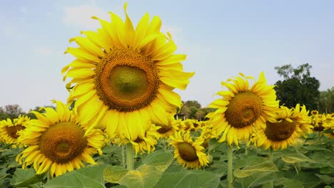 beautiful sunflowers background blue sky in farming