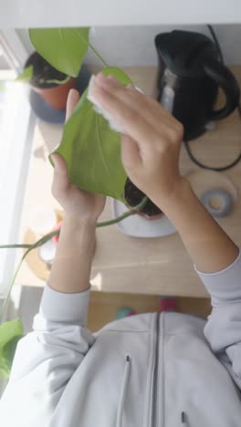 cleaning a monstera deliciosa leaf