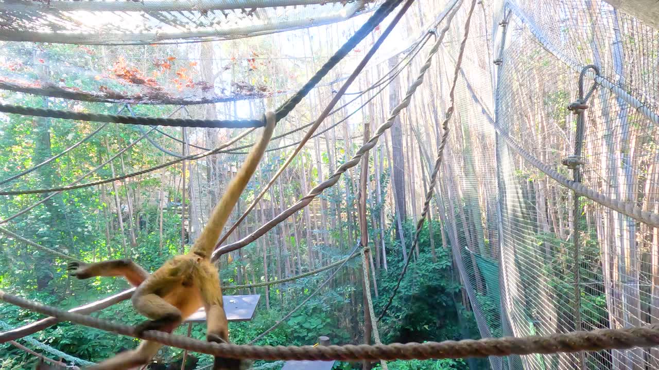 Spider monkey energetically swinging through ropes in zoo habitat enclosure