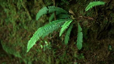 Farnpflanze,-Die-Im-Wald-Wächst---Umlaufbahn-Aus-Nächster-Nähe