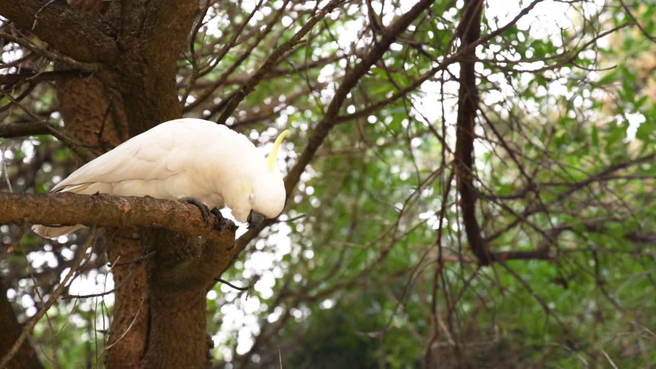 una cacatúa en una rama de un árbol