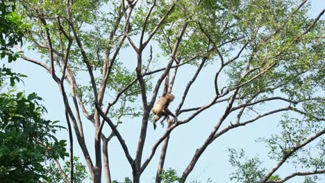 White-handed-Gibbon,-Hylobates-lar,-Female