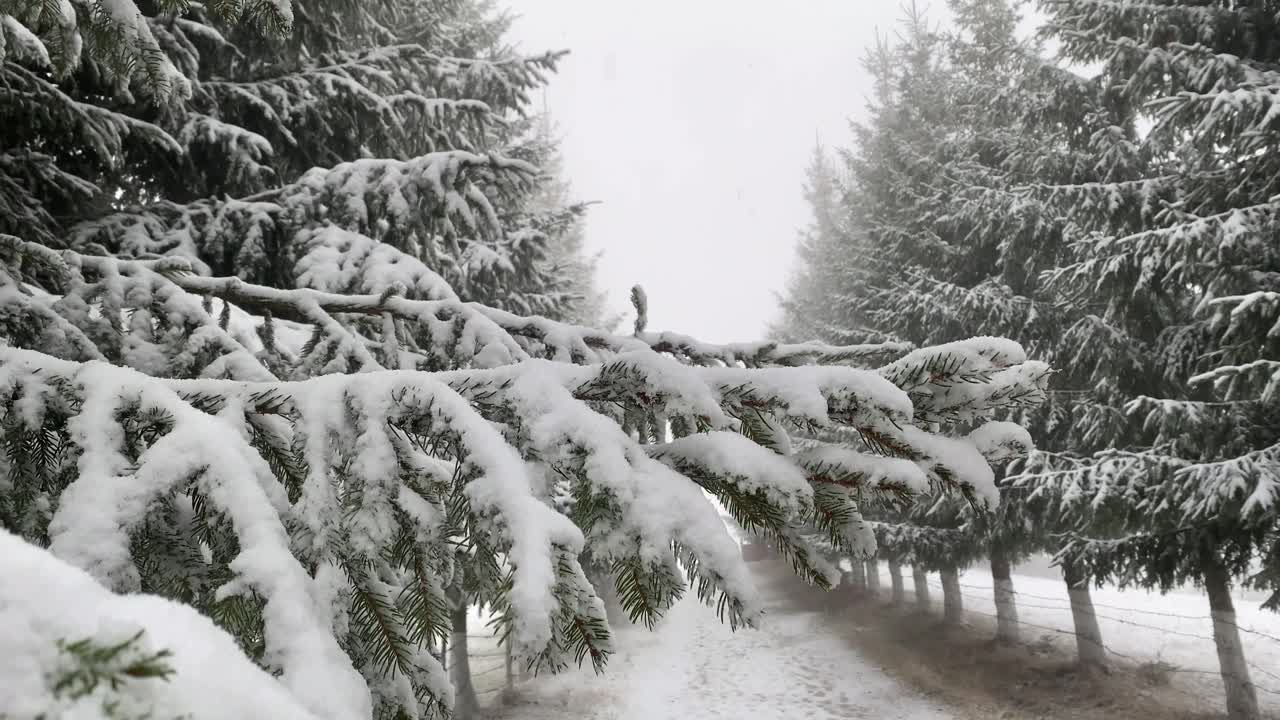 In Brasov, Romania, an ancient road is beautifully adorned by snow-covered fir trees, creating a captivating cinematic vintage atmosphere