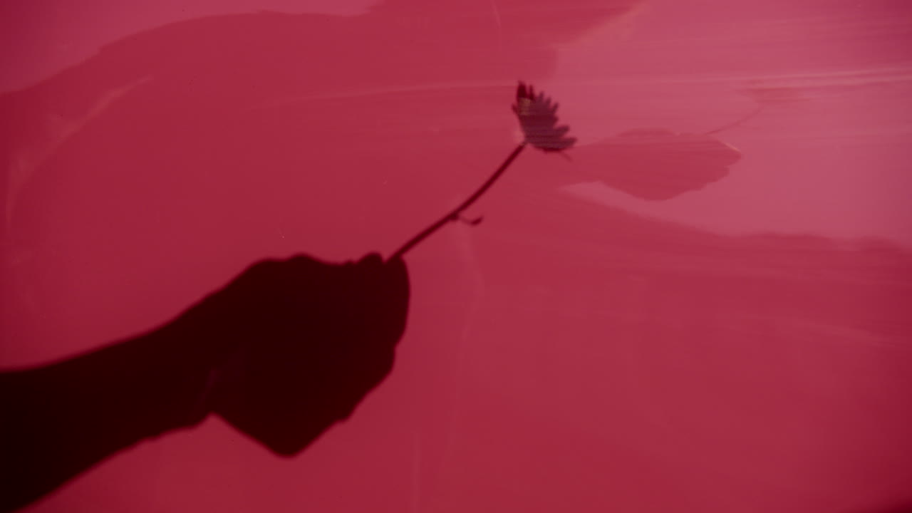 Shadow of a hand holding a flower on a red car