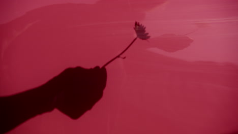 shadow of a hand holding a flower on a red car