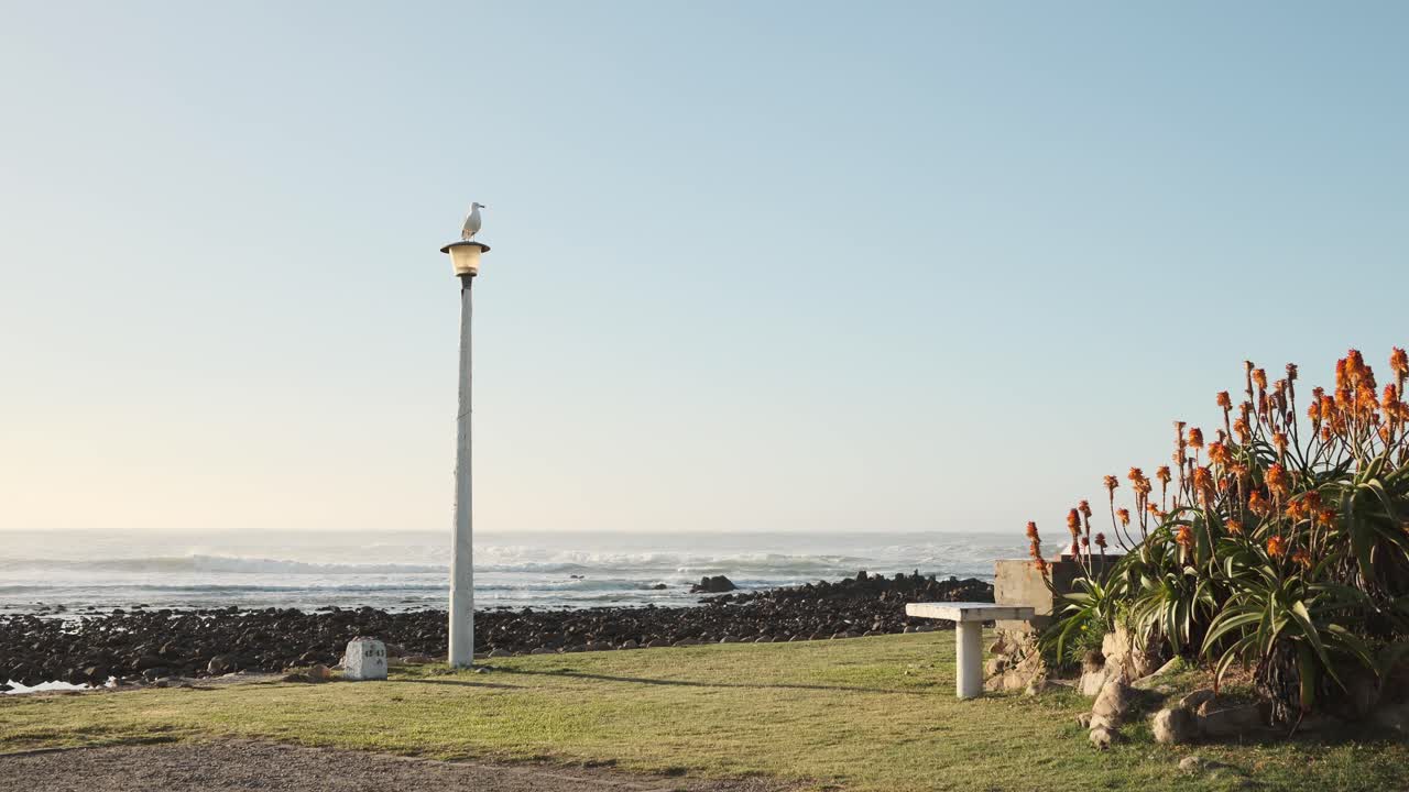 A seagull perches atop a light pole near blooming aloes at a campsite. Ocean views stretch in the background under a sunny, warm South African day. Captured in crisp 4K with a static shot