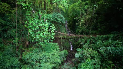 Schwenkaufnahme,-Die-Vom-Khasi-Stamm-Geschaffene-Ficus-Elastica-Wurzelbrücken-Zeigt