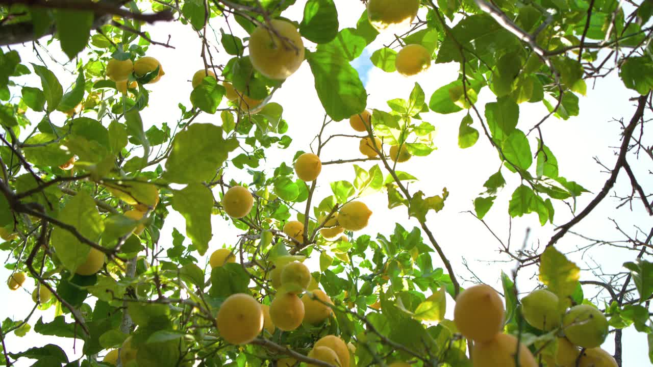 La brezza fa ondeggiare i limoni mentre la telecamera esegue una panoramica, inclinandosi sotto la chioma e rivelando un raccolto abbondante