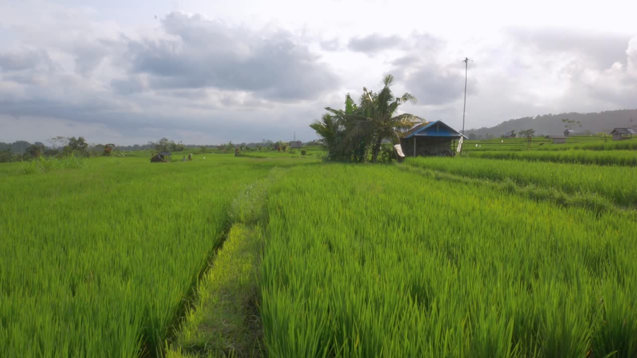 Ammira una splendida risaia tradizionale sull'isola di Bali nella luce del pomeriggio con questa ripresa panoramica a mano