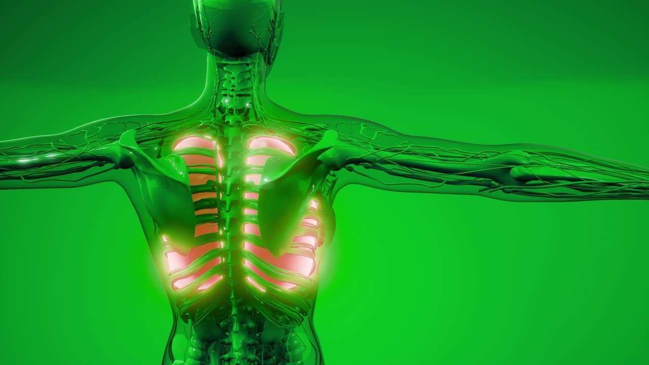 examen radiológico de los pulmones humanos