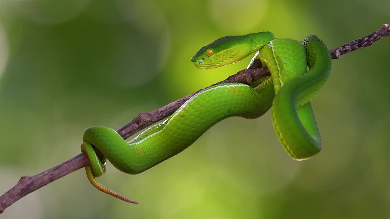 белощекая питвипер - ядовитая питвипер, эндемик юго-восточной азии, часто встречается ночью, поджидая на ветке или сучьях дерева вблизи водоема с большим количеством пищи.