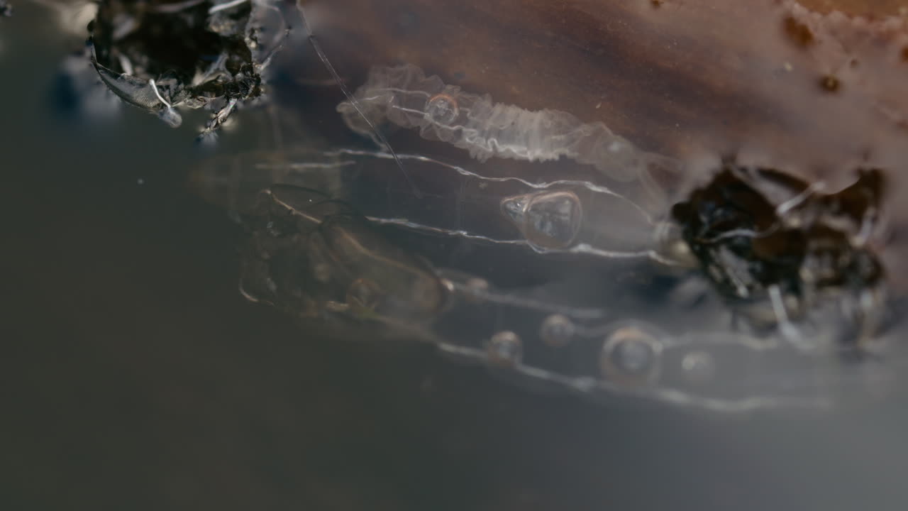 exuvia de mosquito chironomidae en el agua, macro