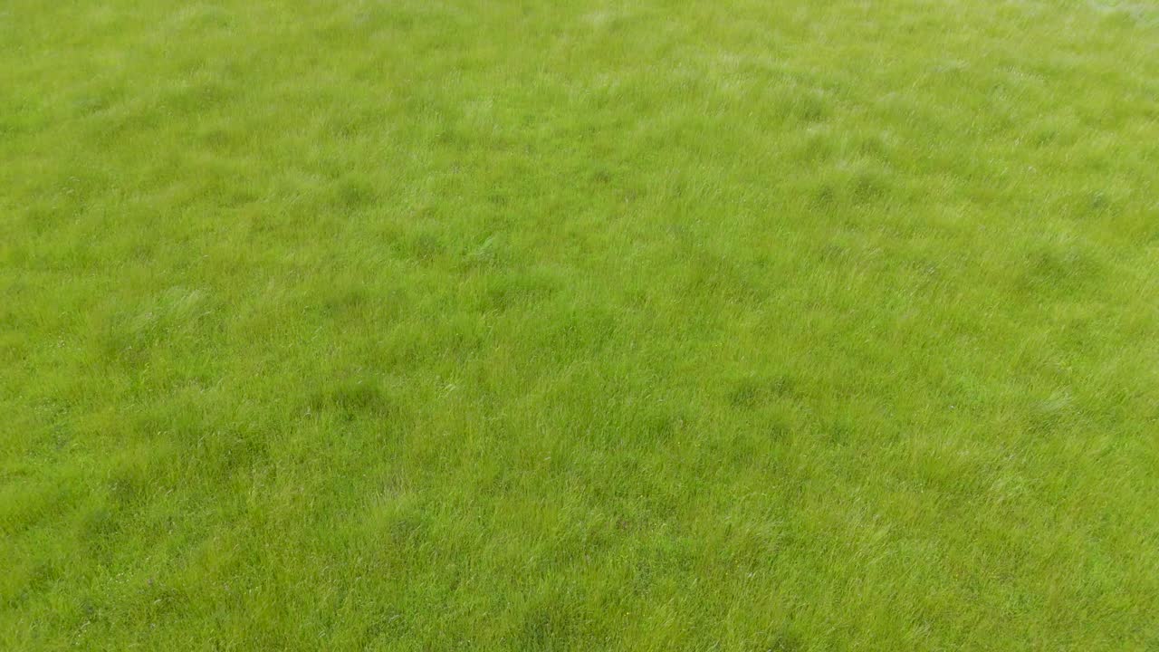 Low drone flight reversing slowly over long grass swaying gently in the breeze