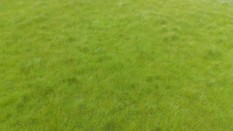 low drone flight reversing slowly over long grass swaying gently in the breeze