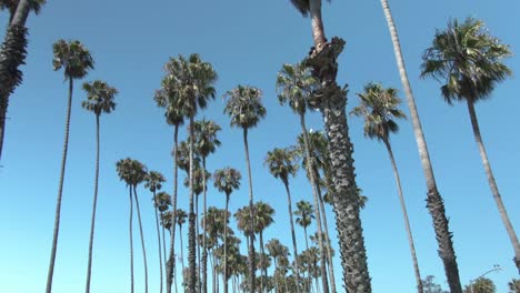 Ein-Langsamer-Nach-Oben-Gerichteter-Blick-Auf-Zufällig-Platzierte-Palmen-Während-Eines-Klaren-Blauen-Himmels-In-Santa-Barbara,-Kalifornien,-Usa