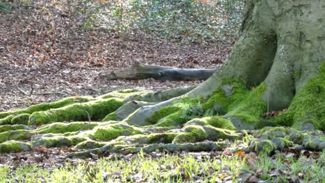 Mossy-woodland-forest-tree-trunks-roots-dolly-right-across-autumn-fallen-leaves-on-floor