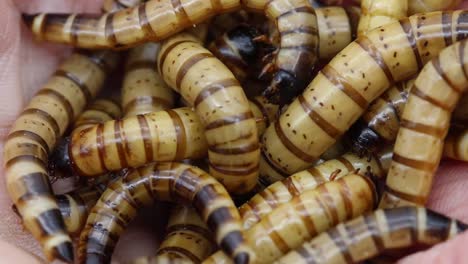 a pile of mealworms on a hand