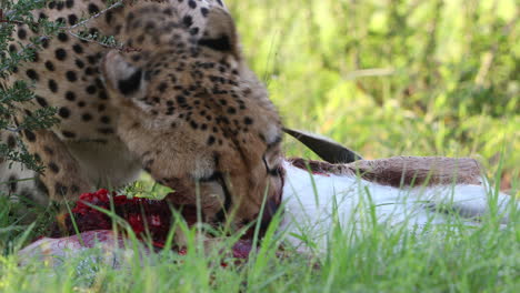 primer plano gráfico: guepardo kalahari maduro comiendo un pequeño antílope