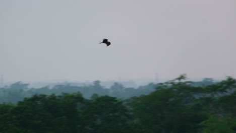 tracking shot of eagle flying and soaring over tree tops in bangladesh