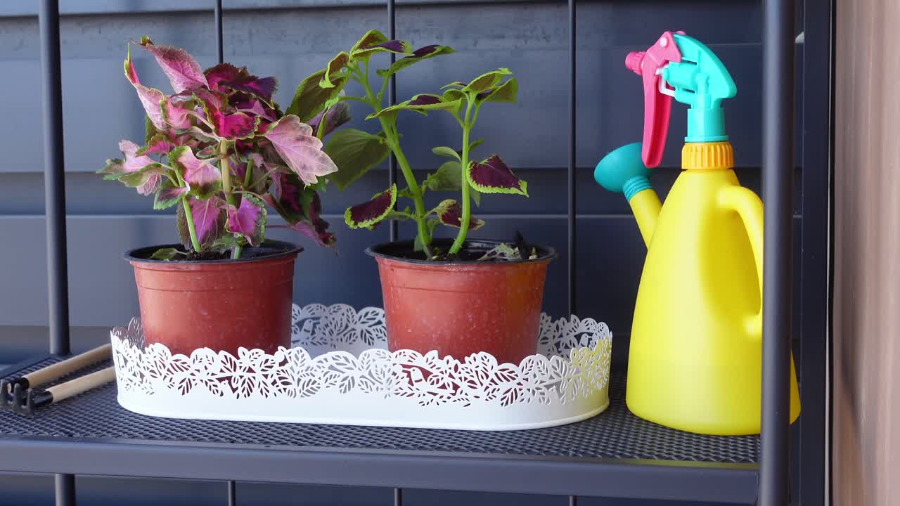 Plants and Watering Can on a Shelf