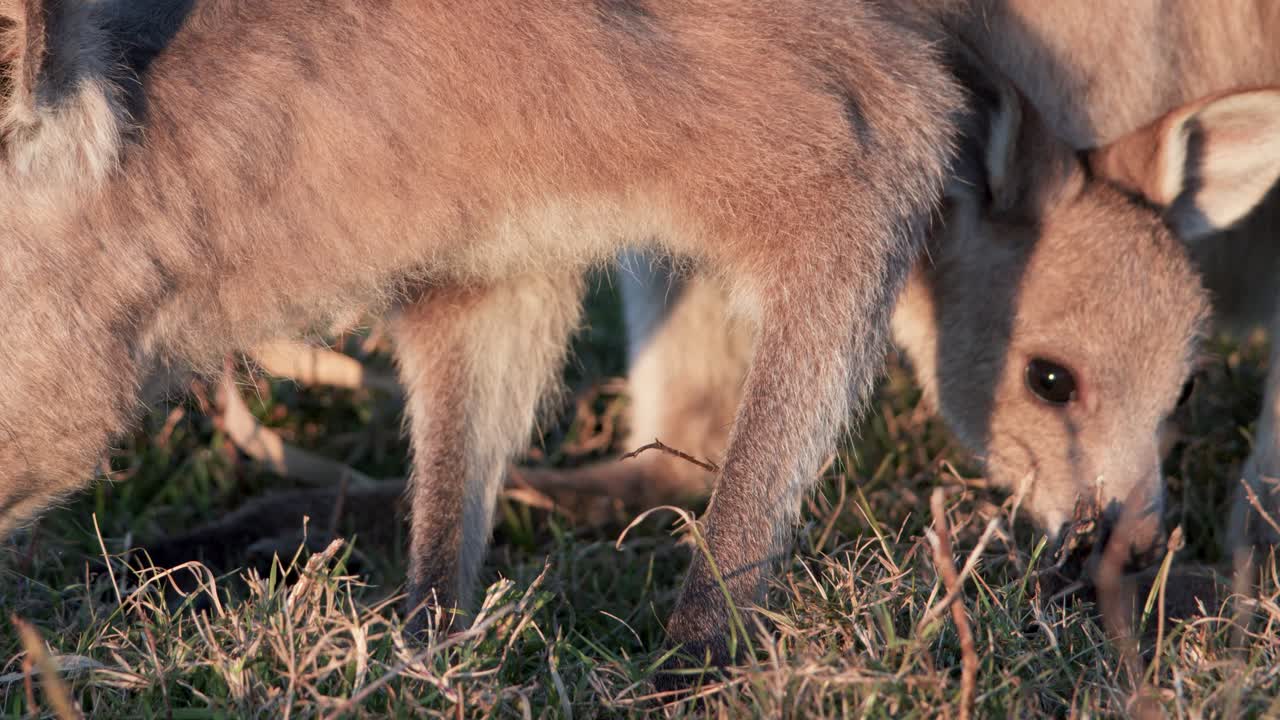 A kangaroo joey feeds on grass in warm sunset light, with close-up shots highlighting natural behavior in an Australian grassland. Subtle camera movement