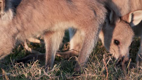 a kangaroo joey feeds on grass in warm sunset light, with close-up shots highlighting natural behavior in an australian grassland. subtle camera movement