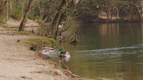 A-flock-of-mallards-bathing-and-feeding-at-the-shore-of-a-lake-while-waiting-for-the-rest-of-the-flock-to-join-them