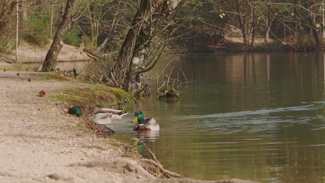 a flock of mallards bathing and feeding at the shore of a lake while waiting for the rest of the flock to join them