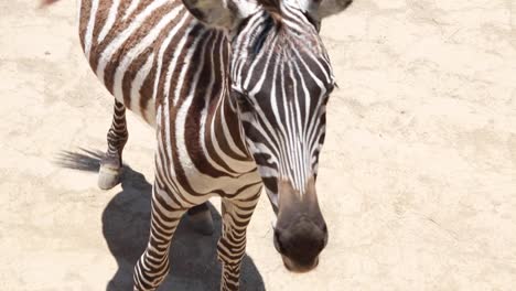 mid size zebra standing calmly while chewing food