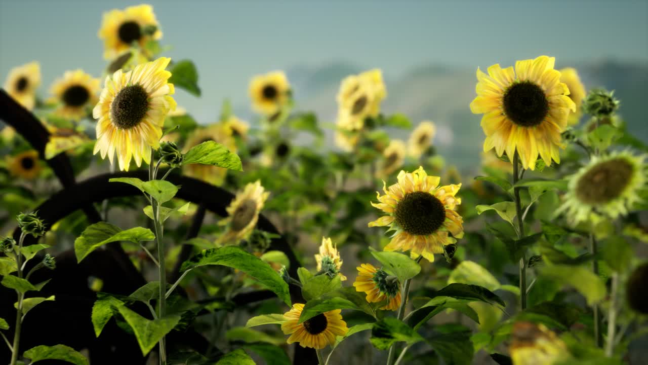 오래된 빈티지 스타일의 과 꽃 필드