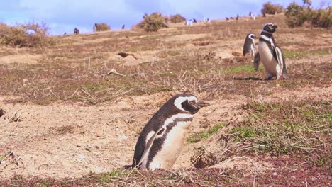 Toma-A-Nivel-Del-Suelo-Que-Revela-Los-Alrededores-De-Un-Agujero-De-Anidación-De-Pingüinos-De-Magallanes-En-Medio-De-Una-Colonia-Bajo-El-Cielo-Azul.