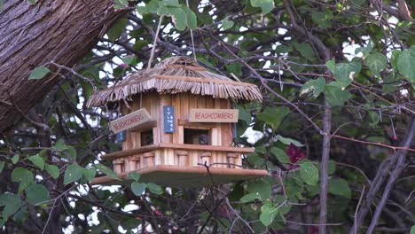 Una-Casa-De-Pájaros-De-La-Choza-Del-Bar-De-La-Playa-De-Los-Beachcombers-Cuelga-En-Un-árbol